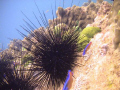   Sea Urchins Karachi coast.Pakistan  